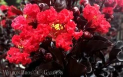 Ebony Flame Crape Myrtle - 7 Gallon Pot (4-5') -Outlet The Ever Garden Store Crape Myrtle Ebony Flame 1
