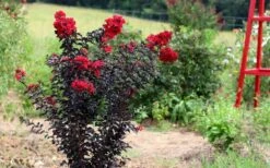Ebony Flame Crape Myrtle - 7 Gallon Pot (4-5') -Outlet The Ever Garden Store Crape Myrtle Ebony Flame Tree 1