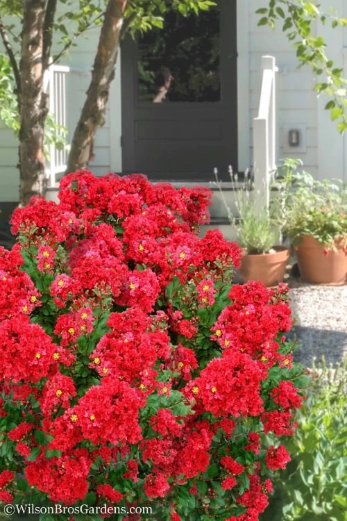 Enduring Summer Red Crape Myrtle - 3 Gallon Pot 1 Enduring Summer Red Crape Myrtle - 3 Gallon Pot