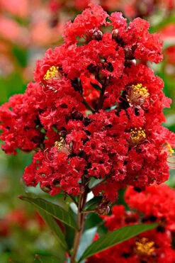 Enduring Summer Red Crape Myrtle - 3 Gallon Pot 9 Enduring Summer Red Crape Myrtle - 3 Gallon Pot -Outlet The Ever Garden Store Crape Myrtle Enduring Summer Redr BS