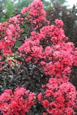 Midnight Magic Crape Myrtle (Multi Trunk) - 7 Gallon Pot -Outlet The Ever Garden Store Crape Myrtle Midnight Magic 1