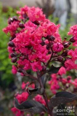 Midnight Magic Crape Myrtle (Multi Trunk) - 7 Gallon Pot -Outlet The Ever Garden Store Crape Myrtle Midnight Magic 2