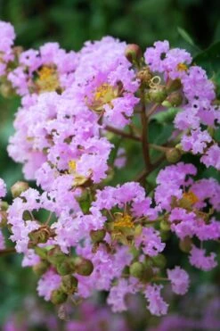 Muskogee Lavender Crape Myrtle Tree (Single Trunk) - 5 Gallon Pot 7 Muskogee Lavender Crape Myrtle Tree (Single Trunk) - 5 Gallon Pot -Outlet The Ever Garden Store Crape Myrtle Muskgogee BS