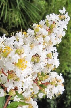 Natchez White Crape Myrtle - 6 Pack Of 1 Gallon Pots -Outlet The Ever Garden Store Crape Myrtle Natchez 11 3