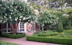 Natchez White Crape Myrtle - 6 Pack Of 1 Gallon Pots -Outlet The Ever Garden Store Crape Myrtle Natchez 13 3