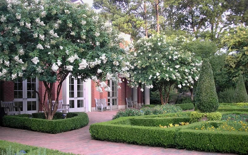 Natchez White Crape Myrtle (Multi Trunk) - 7 Gallon Pot (4-5') 7 Natchez White Crape Myrtle (Multi Trunk) - 7 Gallon Pot (4-5') - Image 7