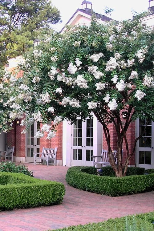 Natchez White Crape Myrtle (Multi Trunk) - 7 Gallon Pot (4-5') 5 Natchez White Crape Myrtle (Multi Trunk) - 7 Gallon Pot (4-5') - Image 5