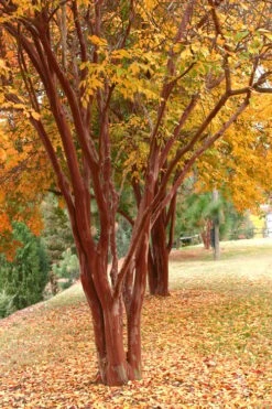 Natchez White Crape Myrtle - 3 Gallon Pot -Outlet The Ever Garden Store Crape Myrtle Natchez 17 2