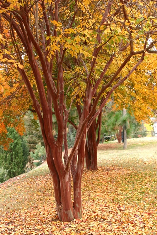 Natchez White Crape Myrtle (Multi Trunk) - 7 Gallon Pot (4-5') 4 Natchez White Crape Myrtle (Multi Trunk) - 7 Gallon Pot (4-5') - Image 4