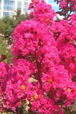 Pink Velour Crape Myrtle Tree - 3 Gallon Pot -Outlet The Ever Garden Store Crape Myrtle Pink Velour 12