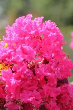 Pink Velour Crape Myrtle Tree - 3 Gallon Pot -Outlet The Ever Garden Store Crape Myrtle Pink Velour 14