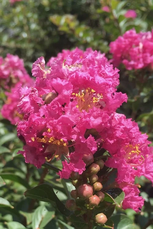 Pocomoke Dwarf Crape Myrtle - 1 Gallon Pot 1 Pocomoke Dwarf Crape Myrtle - 1 Gallon Pot