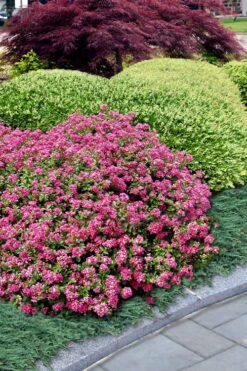 Pocomoke Dwarf Crape Myrtle - 1 Gallon Pot 8 Pocomoke Dwarf Crape Myrtle - 1 Gallon Pot -Outlet The Ever Garden Store Crape Myrtle Pocomoke 27