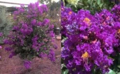 Purple Magic Crape Myrtle Tree (Multi Trunk) - 7 Gallon Pot -Outlet The Ever Garden Store Crape Myrtle Purple Magic 12