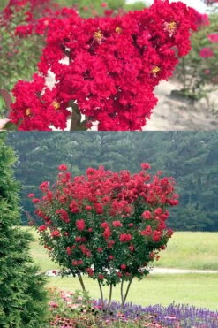Red Rocket Crape Myrtle - 3 Gallon Pot -Outlet The Ever Garden Store Crape Myrtle Red Rocket 500x750 2