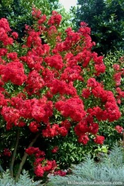 Red Rocket Crape Myrtle - 6 Pack Of 1 Gallon Pots 8 Red Rocket Crape Myrtle - 6 Pack Of 1 Gallon Pots -Outlet The Ever Garden Store Crape Myrtle Red Rocket 7