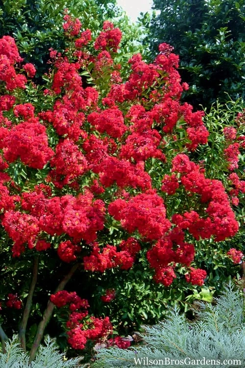 Red Rocket Crape Myrtle - 6 Pack Of 1 Gallon Pots 4 Red Rocket Crape Myrtle - 6 Pack Of 1 Gallon Pots - Image 4