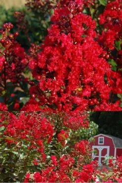 Red Rooster Crape Myrtle - 2 Gallon Pot -Outlet The Ever Garden Store Crape Myrtle Red Rooster 2 500 x750 1