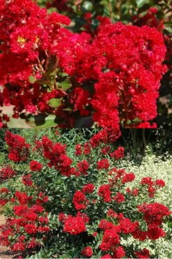 Red Rooster Crape Myrtle - 7 Gallon Pot -Outlet The Ever Garden Store Crape Myrtle Red Rooster 5 x750 1
