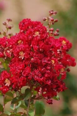 Red Rooster Crape Myrtle Tree (Single Trunk) - 3 Gallon Pot -Outlet The Ever Garden Store Crape Myrtle Red Rooster 6