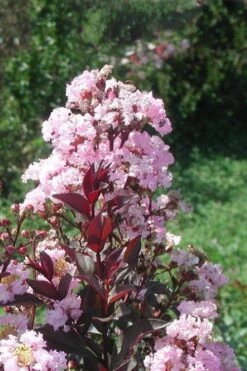 Rhapsody In Pink Crape Myrtle - 5 Gallon Pot -Outlet The Ever Garden Store Crape Myrtle Rhapsody In Pink 10 2