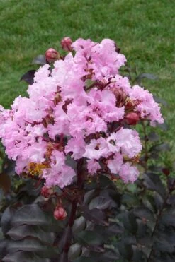 Rhapsody In Pink Crape Myrtle - 5 Gallon Pot -Outlet The Ever Garden Store Crape Myrtle Rhapsody In Pink 11 2