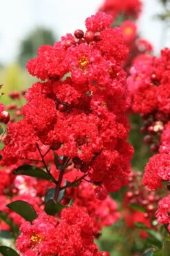 Ruffled Red Magic Crape Myrtle Tree (Single Trunk) - 7 Gallon Pot (5-6') -Outlet The Ever Garden Store Crape Myrtle Ruffled Red Magic 500x750 1