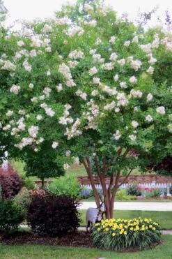 Sarah's Favorite Crape Myrtle - 7 Gallon Pot (4-5') -Outlet The Ever Garden Store Crape Myrtle Sarahs Favorite 8 1