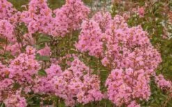 Sioux Pink Crape Myrtle - 1 Gallon Pot -Outlet The Ever Garden Store Crape Myrtle Sioux Pink 51