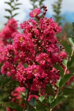Tonto Red Crape Myrtle - 6 Pack Of 1 Gallon Pots -Outlet The Ever Garden Store Crape Myrtle Tonto 10 2