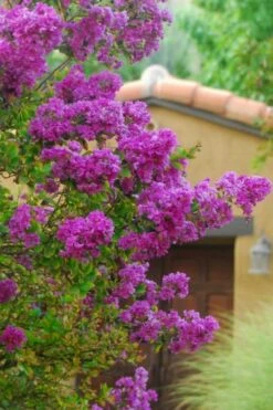 Zuni Purple Crape Myrtle - 6 Pack 1 Gallon Pots -Outlet The Ever Garden Store Crape Myrtle Zuni 2 1