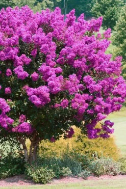 Zuni Purple Crape Myrtle - 1 Gallon Pot -Outlet The Ever Garden Store Crape Myrtle Zuni 4