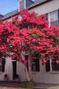 Tuscarora Watermelon Red Crape Myrtle - 5 Gallon Pot -Outlet The Ever Garden Store Crape20Myrtle Tuscarora 12