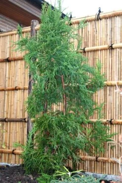 Rasen Sugi Cryptomeria Japanese Cedar - 1 Gallon Pot -Outlet The Ever Garden Store Cryptomeria Rasen Sugi 1 1