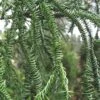 Rasen Sugi Cryptomeria Japanese Cedar - 1 Gallon Pot