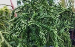 Rasen Sugi Cryptomeria Japanese Cedar - 1 Gallon Pot -Outlet The Ever Garden Store Cryptomeria Rasen Sugi 3 1