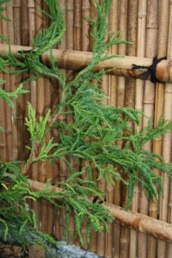 Rasen Sugi Cryptomeria Japanese Cedar - 3 Gallon Pot -Outlet The Ever Garden Store Cryptomeria Rasen Sugi 4