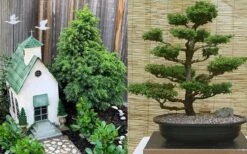 Tansu Dwarf Cryptomeria - Japanese Cedar - 3 Gallon -Outlet The Ever Garden Store Cryptomeria Tansu 2