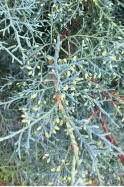 Carolina Sapphire Arizona Cypress - 1 Gallon Pot -Outlet The Ever Garden Store Cypress Carolina Sapphire 23 1