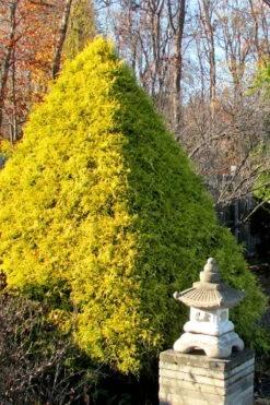 Gold Mop Threadleaf Cypress - 1 Gallon Pot -Outlet The Ever Garden Store Cypress Gold Mop 20 1