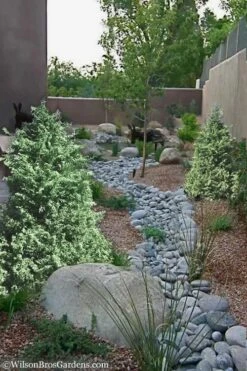 Marie's White Dwarf Hinoki Cypress - Chamaecyparis Obtusa 'Mariesii - 5 Gallon Pot -Outlet The Ever Garden Store Cypress Hinoki Mariessii 12 1