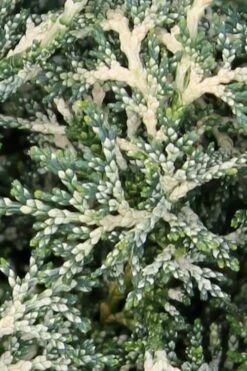 Marie's White Dwarf Hinoki Cypress - Chamaecyparis Obtusa 'Mariesii - 5 Gallon Pot -Outlet The Ever Garden Store Cypress Hinoki Mariessii 5 1