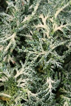 Marie's White Dwarf Hinoki Cypress - Chamaecyparis Obtusa 'Mariesii - 5 Gallon Pot -Outlet The Ever Garden Store Cypress Hinoki Mariessii 6 1