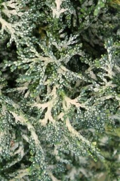 Marie's White Dwarf Hinoki Cypress - Chamaecyparis Obtusa 'Mariesii - 1 Gallon Pot -Outlet The Ever Garden Store Cypress Hinoki Mariessii 7