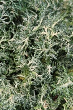 Marie's White Dwarf Hinoki Cypress - Chamaecyparis Obtusa 'Mariesii - 5 Gallon Pot -Outlet The Ever Garden Store Cypress Hinoki Mariessii 8 1