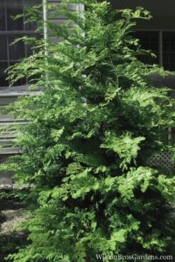 Southern Lace Hinoki Cypress - 3 Gallon Pot