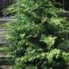 Southern Lace Hinoki Cypress - 7 Gallon Pot (3-4')