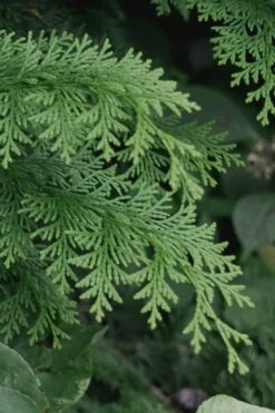 Southern Lace Hinoki Cypress - 7 Gallon Pot (4-5') -Outlet The Ever Garden Store Cypress Hinoki Southern Lace 13