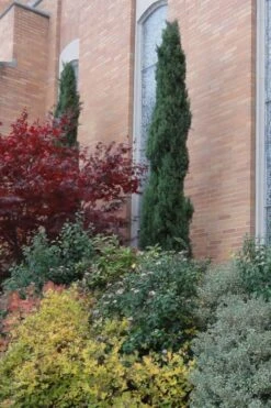 Italian Cypress - 6 Pack Of 1 Gallon Pots -Outlet The Ever Garden Store Cypress Italian 10