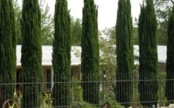 Italian Cypress - 6 Pack Of 1 Gallon Pots -Outlet The Ever Garden Store Cypress Italian 3